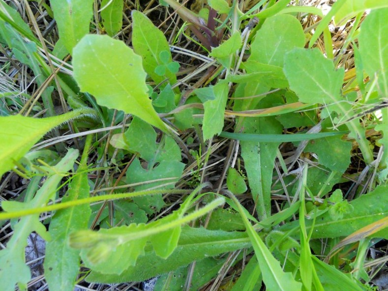 Crepis sancta